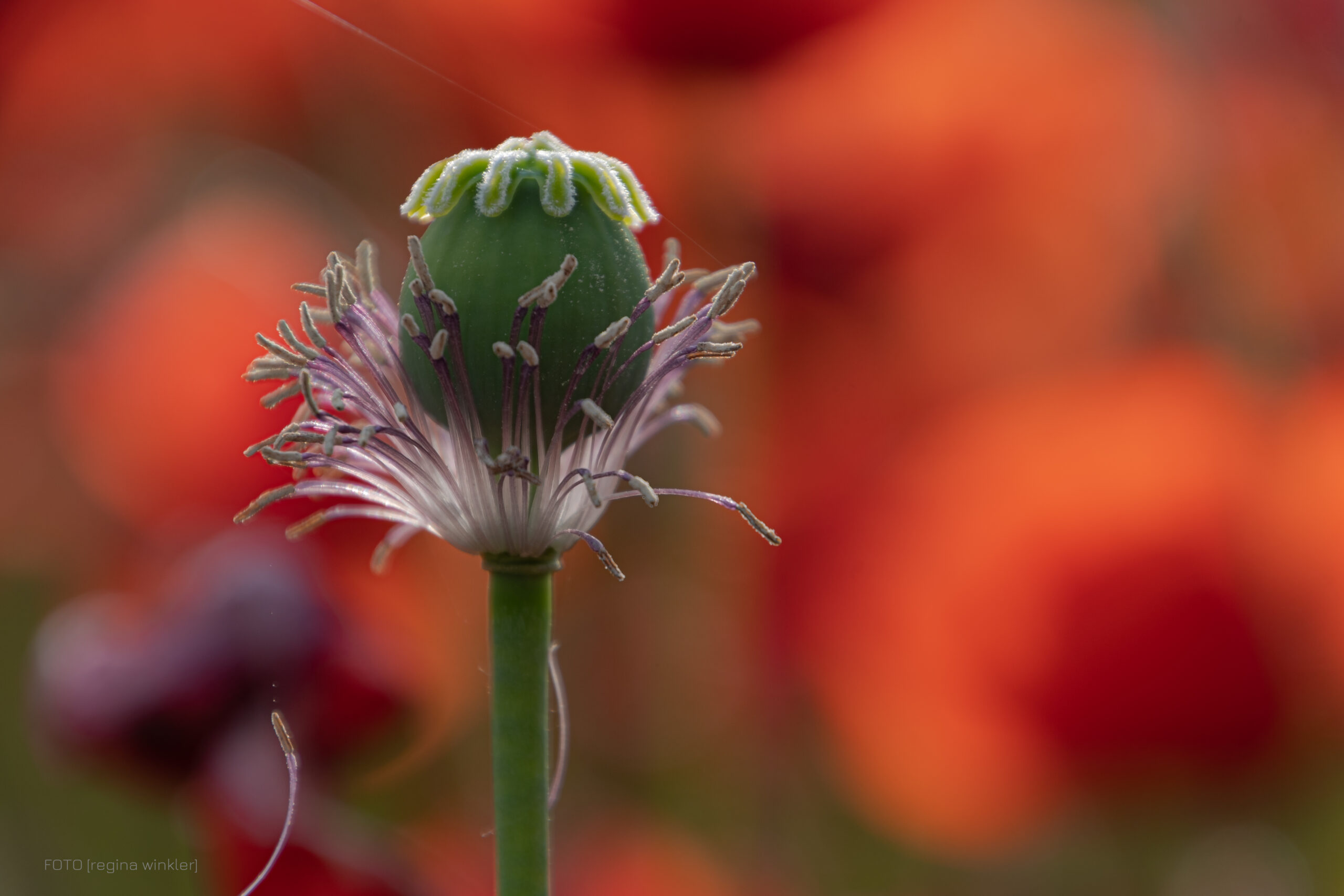 Mohn