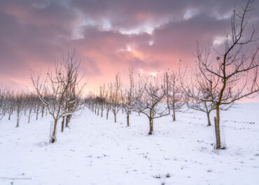 Obstplantage Weilbach